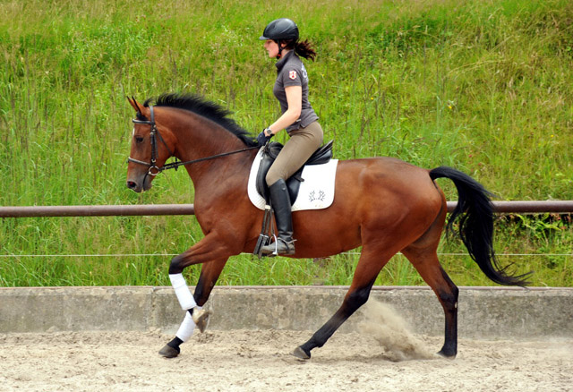 Oldenburger Stute BERESINA von Summertime u.d. Beloved v. Kostolany - Foto: Beate Langels - Trakehner Gestt Hmelschenburg