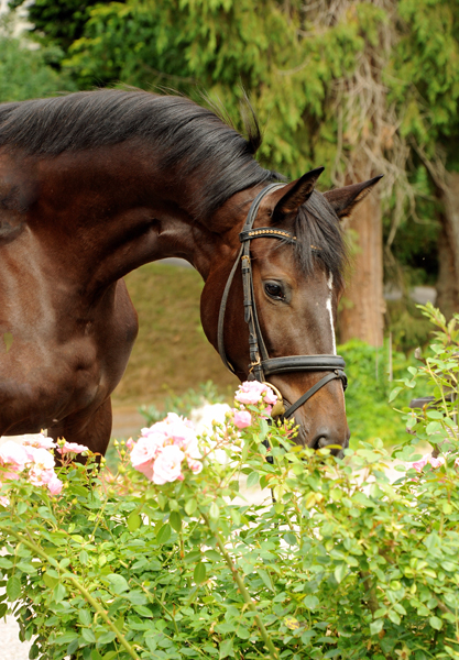 Kaiserglck von Shavalou - Trakehner Gestt Hmelschenburg - 
copyright by Beate Langels