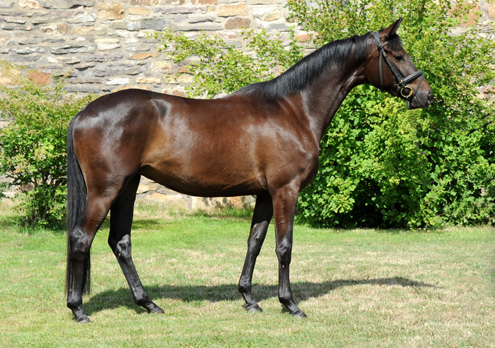 Kaiserglck von Shavalou - Trakehner Gestt Hmelschenburg - 
copyright by Beate Langels