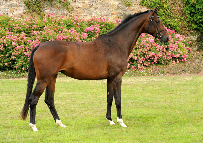 Schwalbenflocke von Sir Donnerhall I x Totilas
 Trakehner Gestt Hmelschenburg - Beate Langels