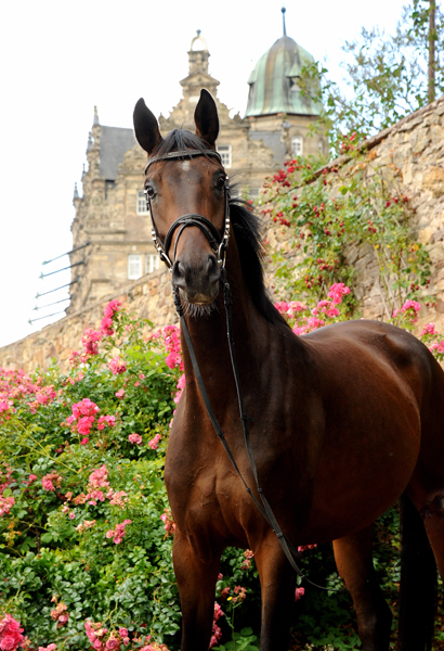 Schwalbendiva und ihre Tochter von Sir Donnerhall I
 Trakehner Gestt Hmelschenburg - Beate Langels