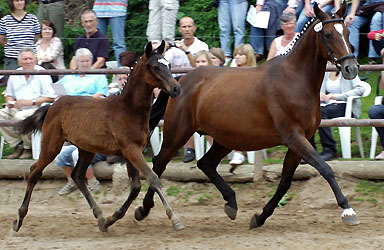 Sagitta P v. Napoleon Quattre mit Hengstfohlen von Freudenfest