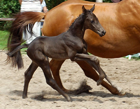 Hengstfohlen von Ballzauber u.d. Wolfsfhrte v. Kostolany, Foto: Beate Langels Gestt Hmelschenburg