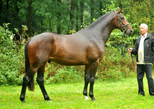 2jhriger Hengst von Exclusiv u.d. Pr., StPr. u. Elitestute Sacre Noir v. Kostolany (im Mai 2012) - im Gestt Schplitz  - Foto: Beate Langels