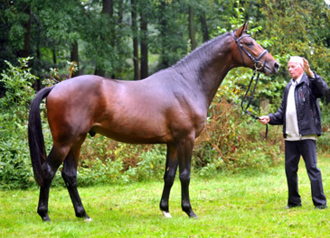 2jhriger Hengst von Exclusiv u.d. Pr., StPr. u. Elitestute Sacre Noir v. Kostolany (im Mai 2012) - im Gestt Schplitz  - Foto: Beate Langels