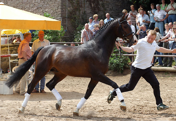 Shavalou v. Freudenfest u.d. Elitestute Schwalbenspiel v. Exclusiv - Foto Beate Langels - Trakehner Gestt Hmelschenburg