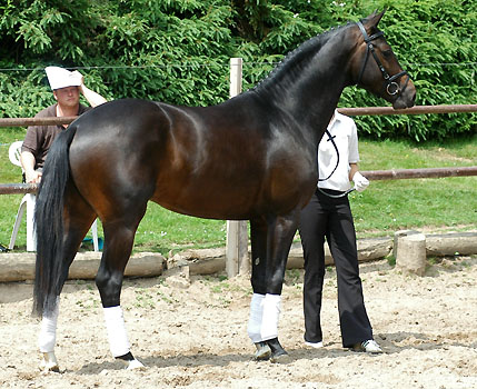 Symont  v. Monteverdi - Kostolany - Foto: Beate Langels, Trakehner Gestt Hmelschenburg