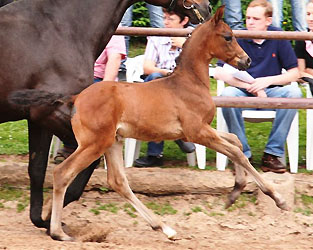 Colt by Shavalou - Marduc, copyright by Sigrun Wiecha