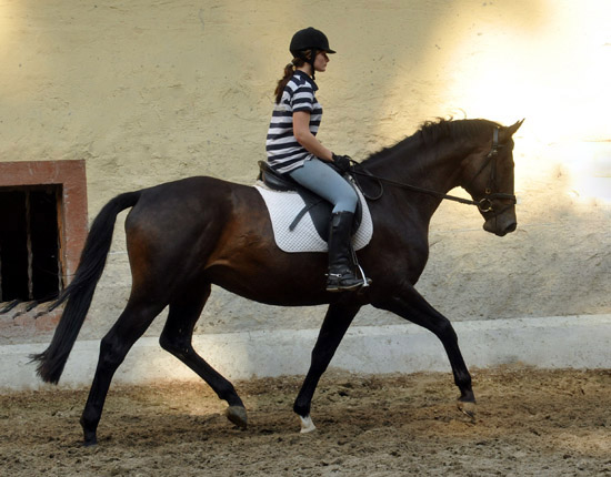 Trakehner von Meraldik u.d. Schwalbenflair v. Exclusiv