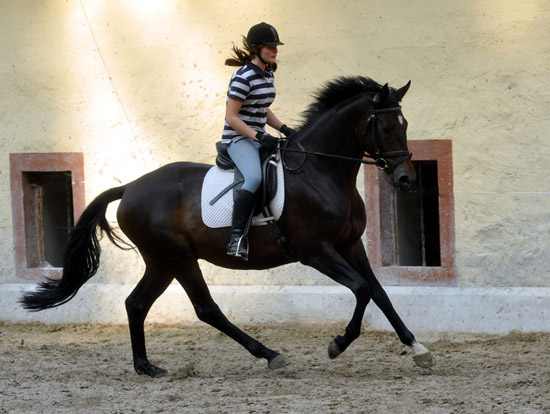 Trakehner von Meraldik u.d. Schwalbenflair v. Exclusiv