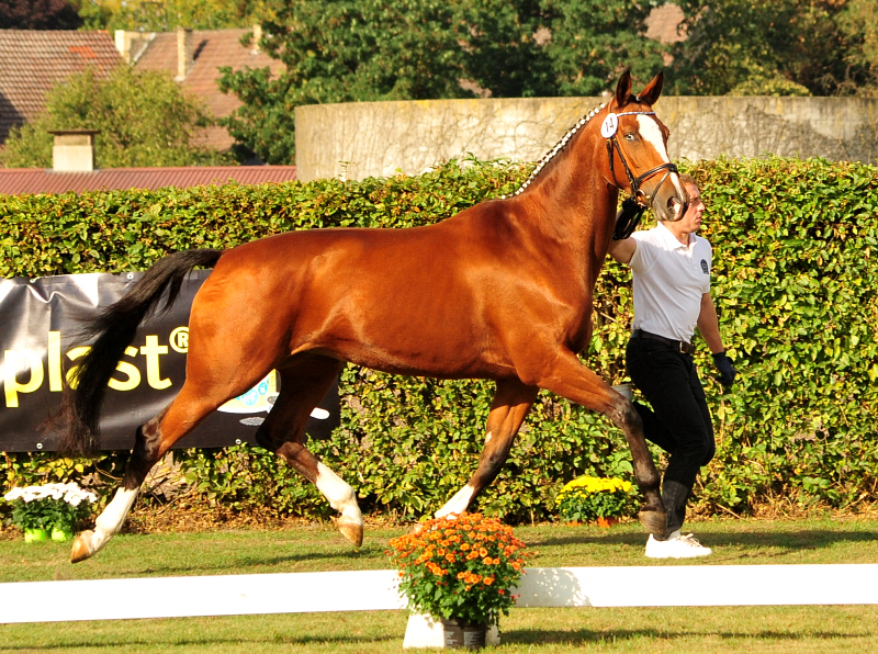 KLASSIC BLUE v. Singolo - Foto: Beate Langels - Trakehner Gestt Hmelschenburg