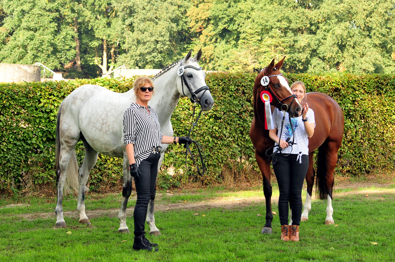 TEATIME von Summertime und KLASSIC BLUE v. Singolo - Foto: Beate Langels - Trakehner Gestt Hmelschenburg