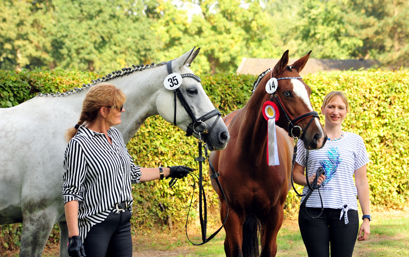 TEATIME von Summertime und KLASSIC BLUE v. Singolo - Foto: Beate Langels - Trakehner Gestt Hmelschenburg