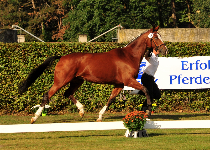 KLASSIC BLUE v. Singolo - Foto: Beate Langels - Trakehner Gestt Hmelschenburg