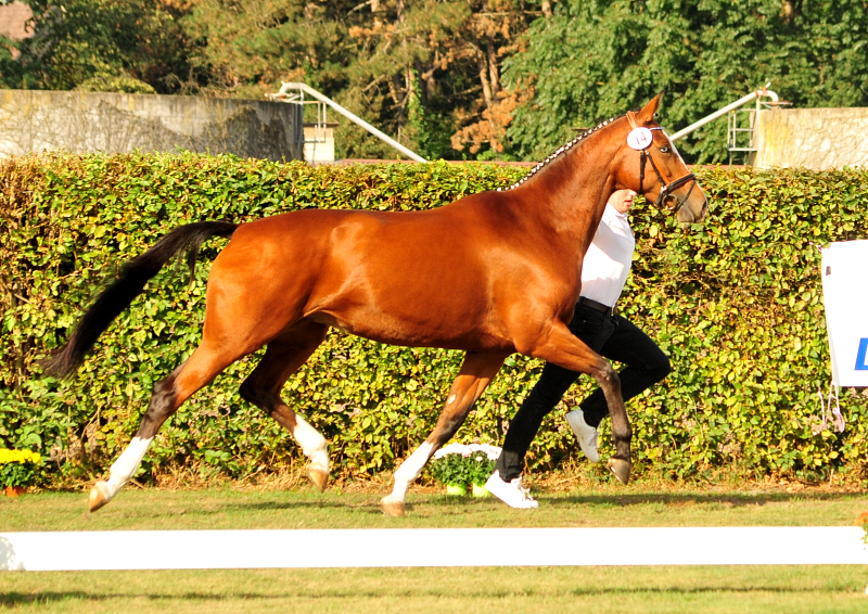 KLASSIC BLUE v. Singolo - Foto: Beate Langels - Trakehner Gestt Hmelschenburg