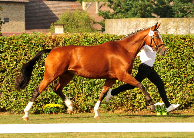 KLASSIC BLUE v. Singolo - Foto: Beate Langels - Trakehner Gestt Hmelschenburg