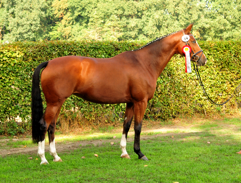 KLASSIC BLUE v. Singolo - Foto: Beate Langels - Trakehner Gestt Hmelschenburg