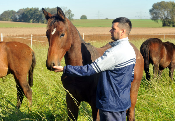 Trakehner Stutfohlen Schwalbenlicht von Imperio u.d. Elitestute Schwalbenspiel v. Exclusiv, Foto: Beate Langels, Trakehner Gestt Hmelschenburg