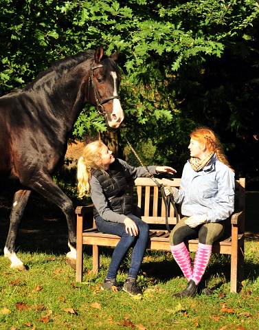 Prmienhengst SHAVALOU v. Freudenfest u.d. Elitestute Schwalbenspiel v. Exclusiv - 16. Oktober 2016 - Foto: Beate Langels - Trakehner Gestt Hmelschenburg