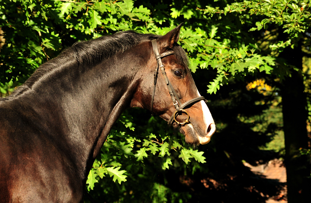 Prämienhengst SHAVALOU v. Freudenfest u.d. Elitestute Schwalbenspiel v. Exclusiv - 26. September 2015 - Foto: Beate Langels - Trakehner Gest t H melschenburg