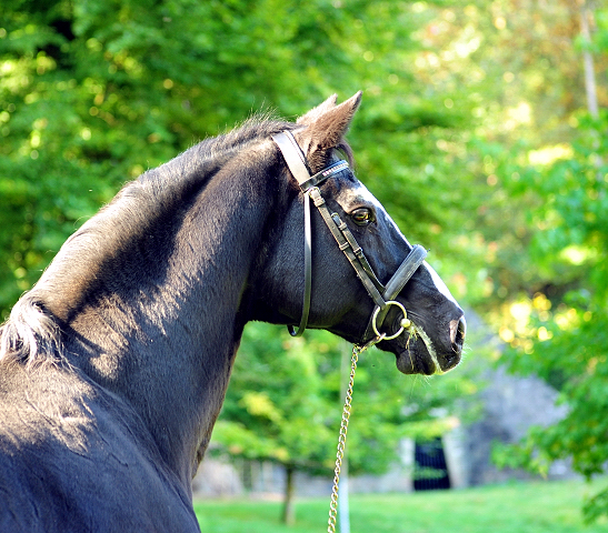 Alter Fritz von Chardonnay - Foto: Beate Langels - Trakehner Gestt Hmelschenburg