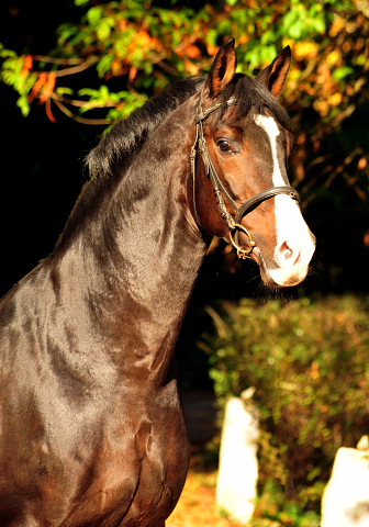 Prmienhengst SHAVALOU v. Freudenfest u.d. Elitestute Schwalbenspiel v. Exclusiv - 16. Oktober 2016 - Foto: Beate Langels - Trakehner Gestt Hmelschenburg