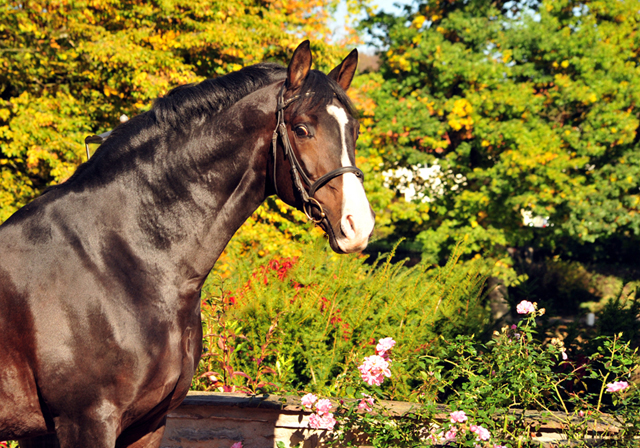 Prmienhengst SHAVALOU v. Freudenfest u.d. Elitestute Schwalbenspiel v. Exclusiv - 16. Oktober 2016 - Foto: Beate Langels - Trakehner Gestt Hmelschenburg