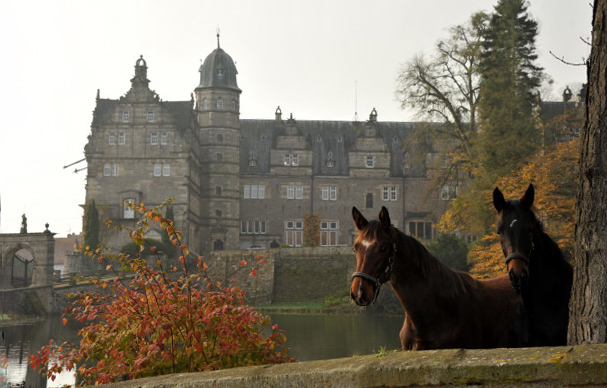 Absetzer von Saint Cyr und Showmaster - Hmelschenburg im November 2013, Foto: Beate Langels, Trakehner Gestt Hmelschenburg - Beate Langels