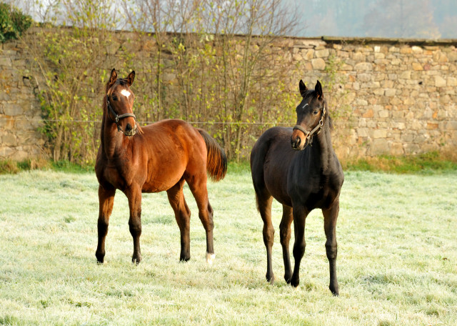 Absetzer von Saint Cyr und Showmaster - Hmelschenburg im November 2013, Foto: Beate Langels, Trakehner Gestt Hmelschenburg - Beate Langels