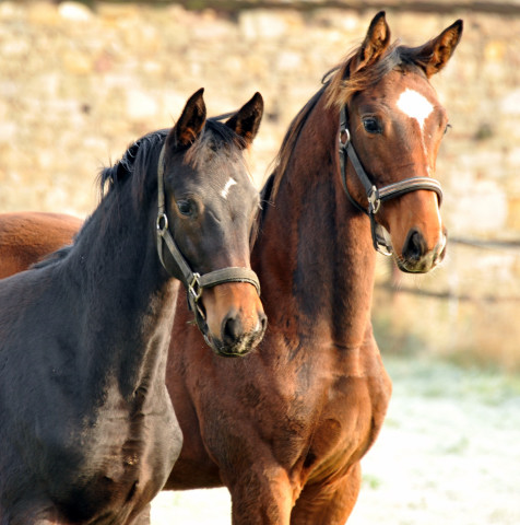 Absetzer von Saint Cyr und Showmaster - Hmelschenburg im November 2013, Foto: Beate Langels, Trakehner Gestt Hmelschenburg - Beate Langels