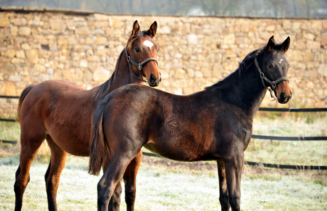 Absetzer von Saint Cyr und Showmaster - Hmelschenburg im November 2013, Foto: Beate Langels, Trakehner Gestt Hmelschenburg - Beate Langels