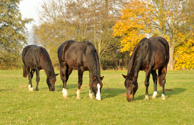 Jhrlingshengste in Hmelschenburg im November 2013, Foto: Beate Langels, Trakehner Gestt Hmelschenburg - Beate Langels