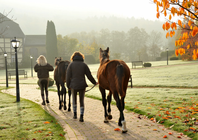 Absetzer von Saint Cyr und Showmaster - Hmelschenburg im November 2013, Foto: Beate Langels, Trakehner Gestt Hmelschenburg - Beate Langels