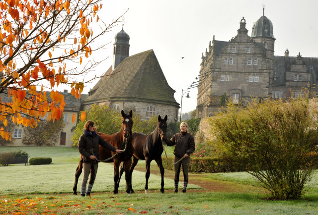 Absetzer von Saint Cyr und Showmaster - Hmelschenburg im November 2013, Foto: Beate Langels, Trakehner Gestt Hmelschenburg - Beate Langels