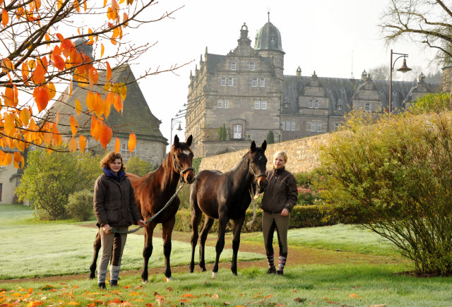 Absetzer von Saint Cyr und Showmaster - Hmelschenburg im November 2013, Foto: Beate Langels, Trakehner Gestt Hmelschenburg - Beate Langels