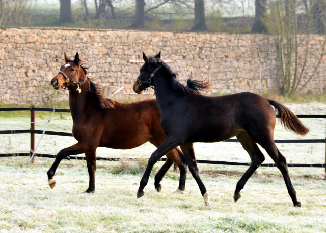 Absetzer von Saint Cyr und Showmaster - Hmelschenburg im November 2013, Foto: Beate Langels, Trakehner Gestt Hmelschenburg - Beate Langels