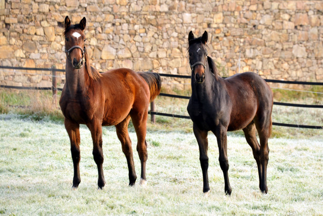 Absetzer von Saint Cyr und Showmaster - Hmelschenburg im November 2013, Foto: Beate Langels, Trakehner Gestt Hmelschenburg - Beate Langels