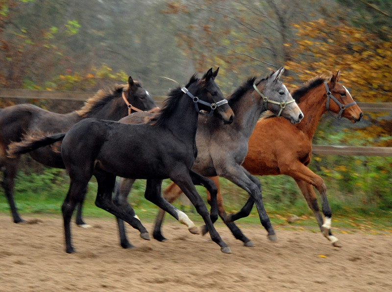  in Schplitz - Foto: Beate Langels - Trakehner Gestt Hmelschenburg