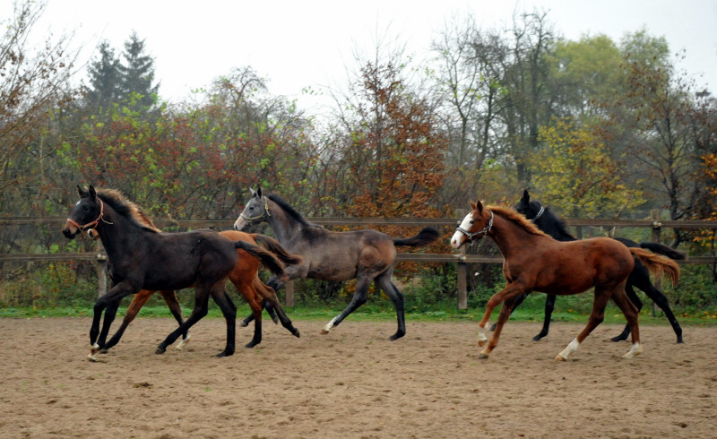  in Schplitz - Foto: Beate Langels - Trakehner Gestt Hmelschenburg