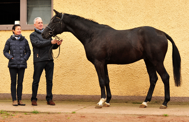 Habanero v. Marseille - Foto: Beate Langels - Trakehner Gestt Hmelschenburg