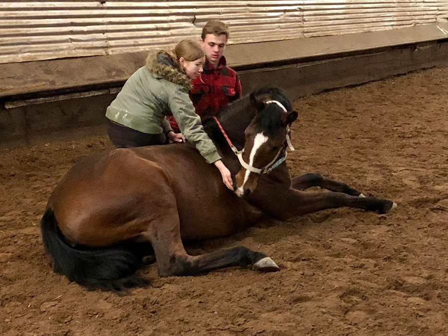 Schwalbenaura von Kacyro in Hmelschenburg  - Foto: Beate Langels - Trakehner Gestt Hmelschenburg