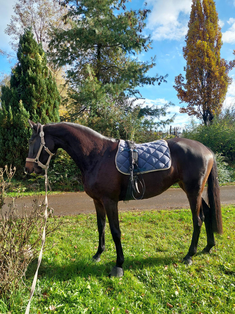 Kaiserglck von Shavalou - Trakehner Gestt Hmelschenburg - 
copyright by Beate Langels