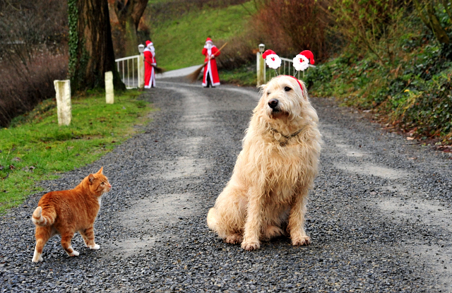 Die Weihnachts-Wichtel sind unterwegs - Trakehner Gestt Hmelschenburg - Beate Langels