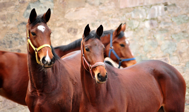 Schwalbenland, Valenta und dahinter Barinja - Trakehner Gestt Hmelschenburg - Beate Langels