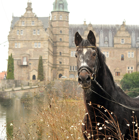 Trakehner Hengst Exclusiv 27jhrig - Trakehner Gestt Hmelschenburg - Beate Langels