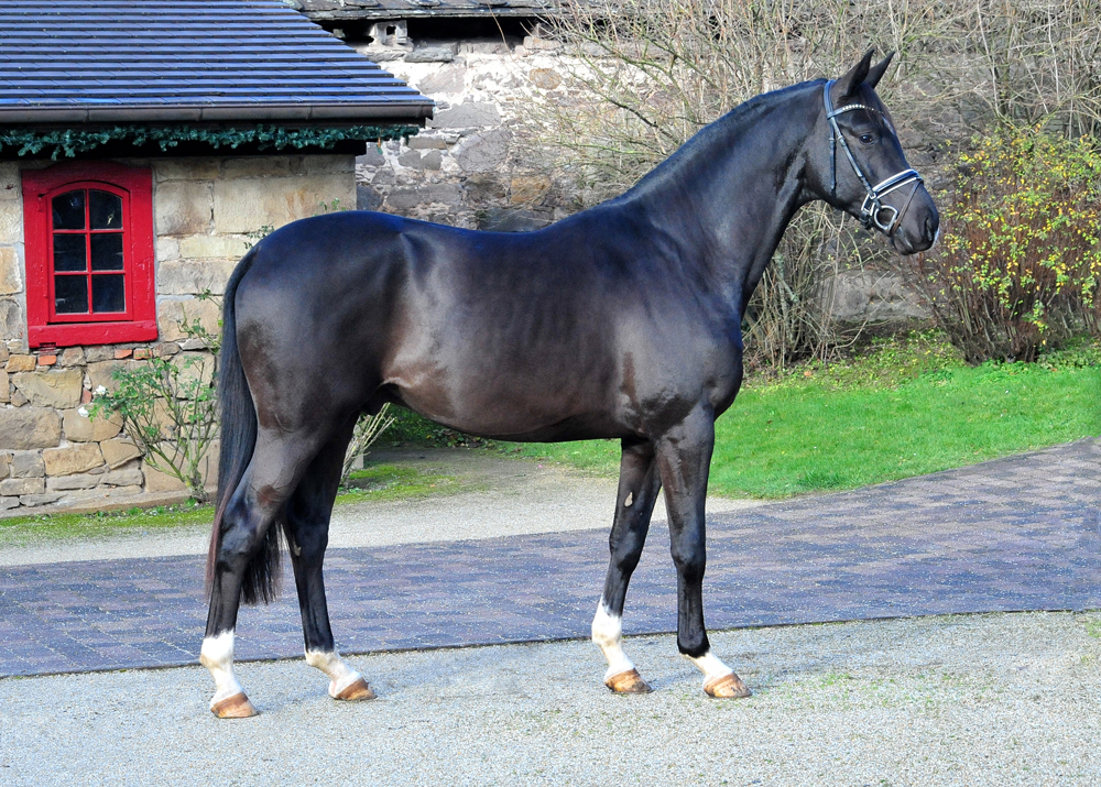 Prmienhengst Sutherland v. Saint Cyr x Touch my Heart - Foto Beate Langels - Trakehner Gestt Hmelschenburg