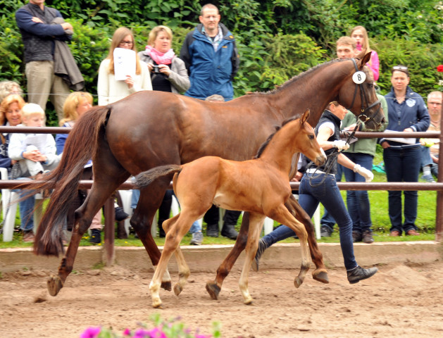 Hengstfohlen von Saint Cyr u.d. Kavinia v. Le Duc - Foto: Beate Langels