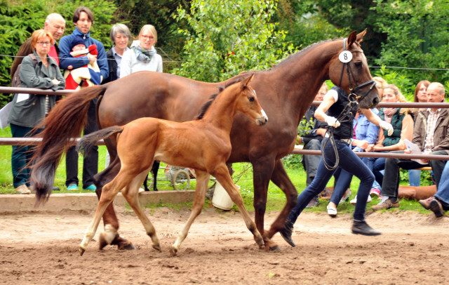 Hengstfohlen von Saint Cyr u.d. Kavinia v. Le Duc - Foto: Beate Langels