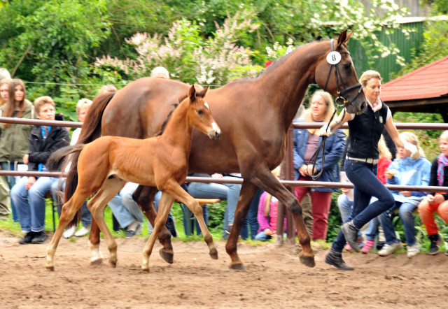 Hengstfohlen von Saint Cyr u.d. Kavinia v. Le Duc - Foto: Beate Langels