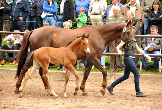 Hengstfohlen von Saint Cyr u.d. Kavinia v. Le Duc - Foto: Beate Langels